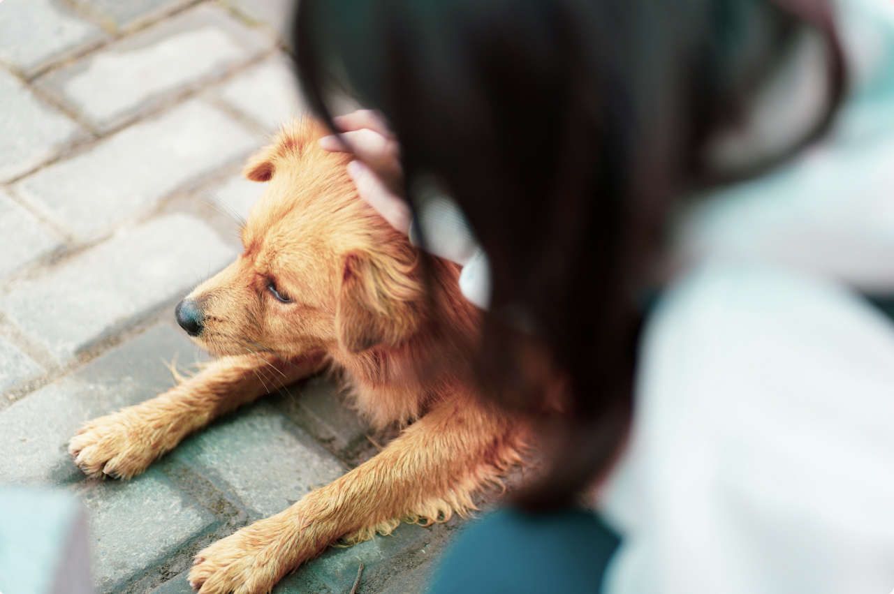 A dog is resting on the ground while the owner pets him on the head.